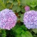 八仙花绣球花福建漳州八仙花绣球花基地直销大量供应
