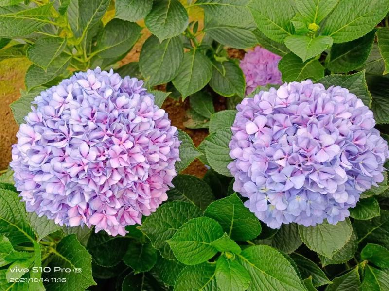 八仙花绣球花福建漳州八仙花绣球花基地直销大量供应