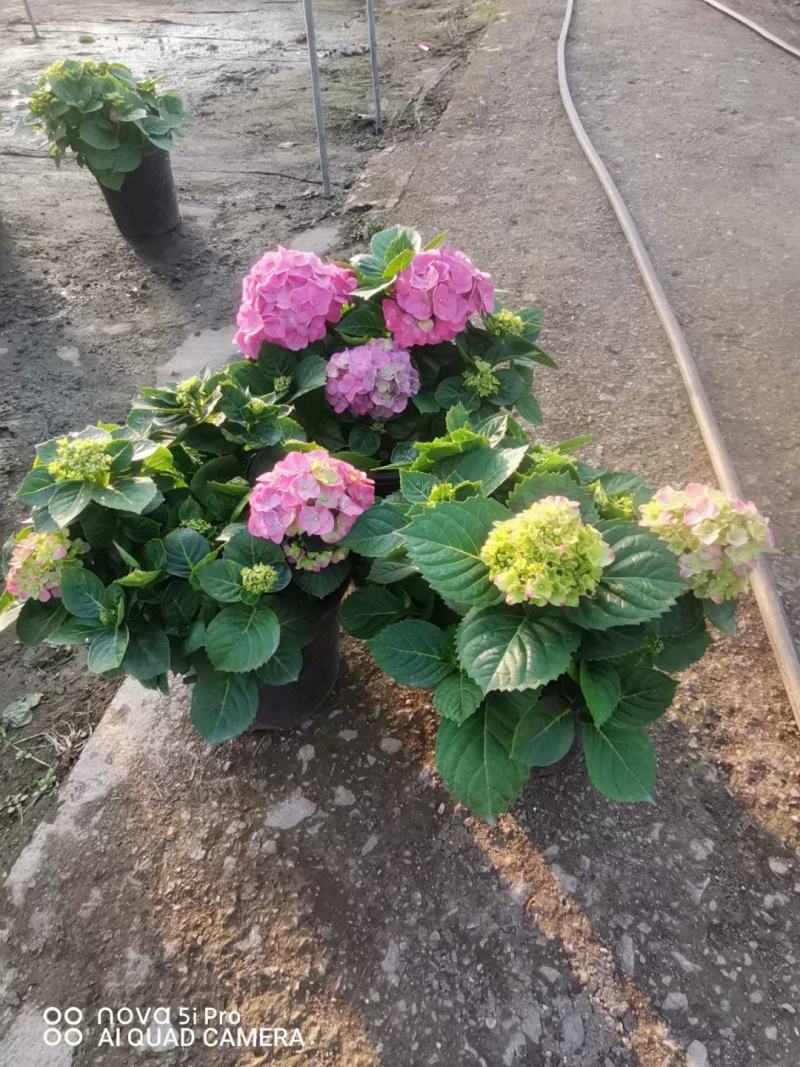 八仙花绣球花福建漳州八仙花绣球花基地直销大量供应