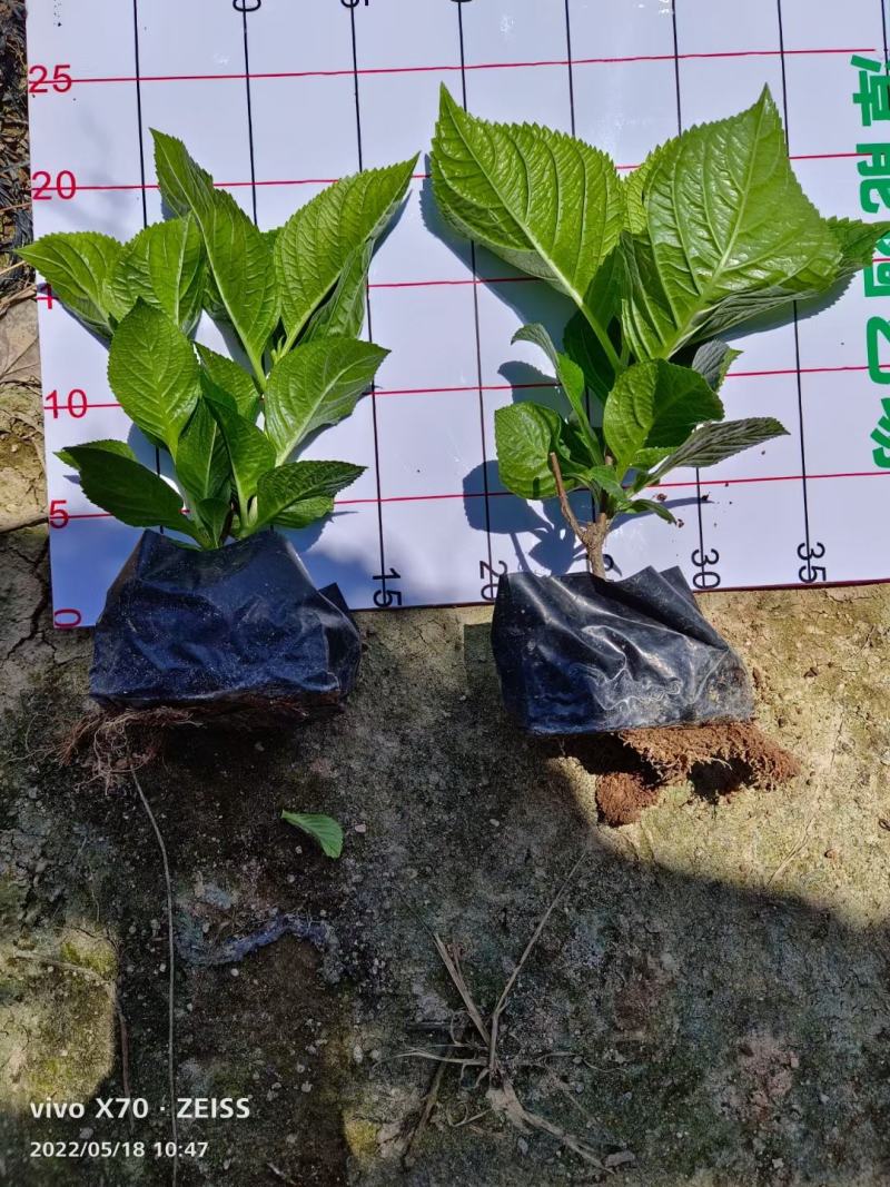 八仙花绣球花福建漳州八仙花绣球花基地直销大量供应