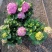八仙花绣球花福建漳州八仙花绣球花基地直销大量供应