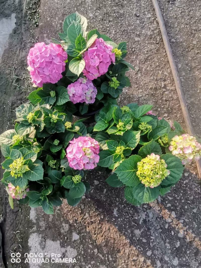 八仙花绣球花福建漳州八仙花绣球花基地直销大量供应