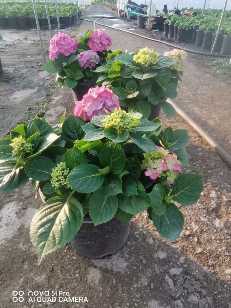 八仙花绣球花福建漳州八仙花绣球花基地直销大量供应