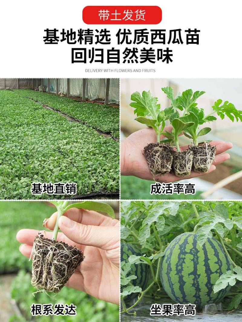 8424.嫁接西瓜苗育苗基地直发包技术包成活