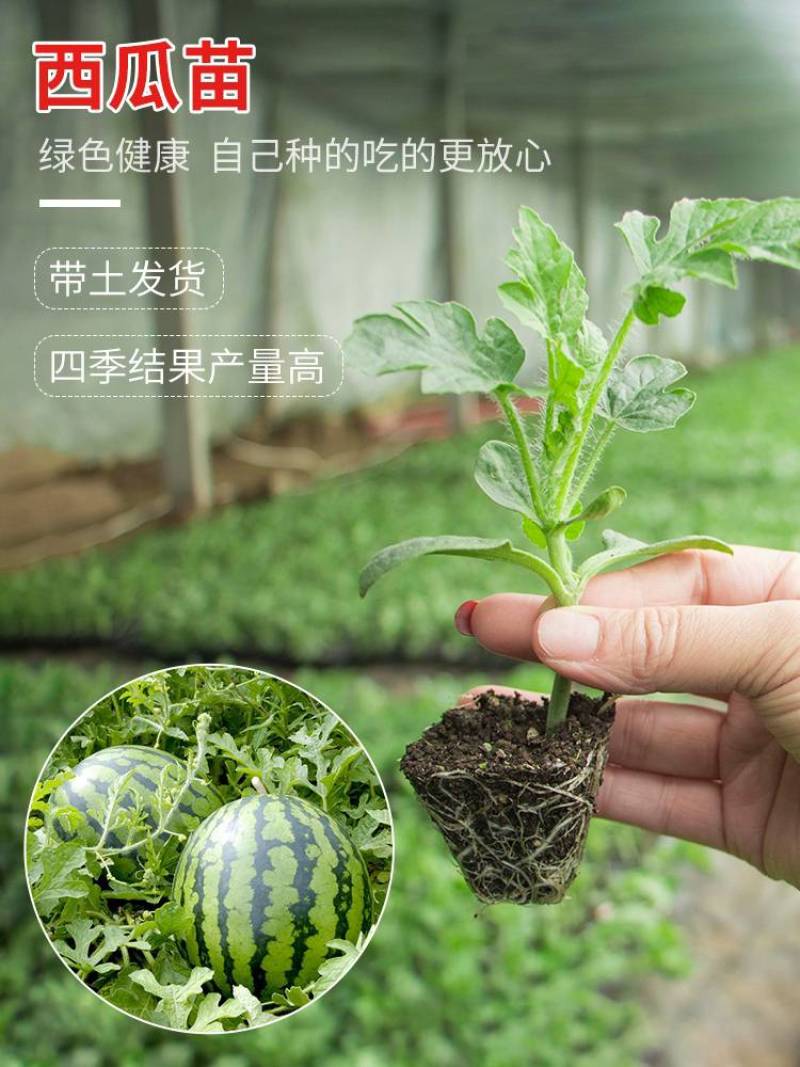 8424.嫁接西瓜苗育苗基地直发包技术包成活