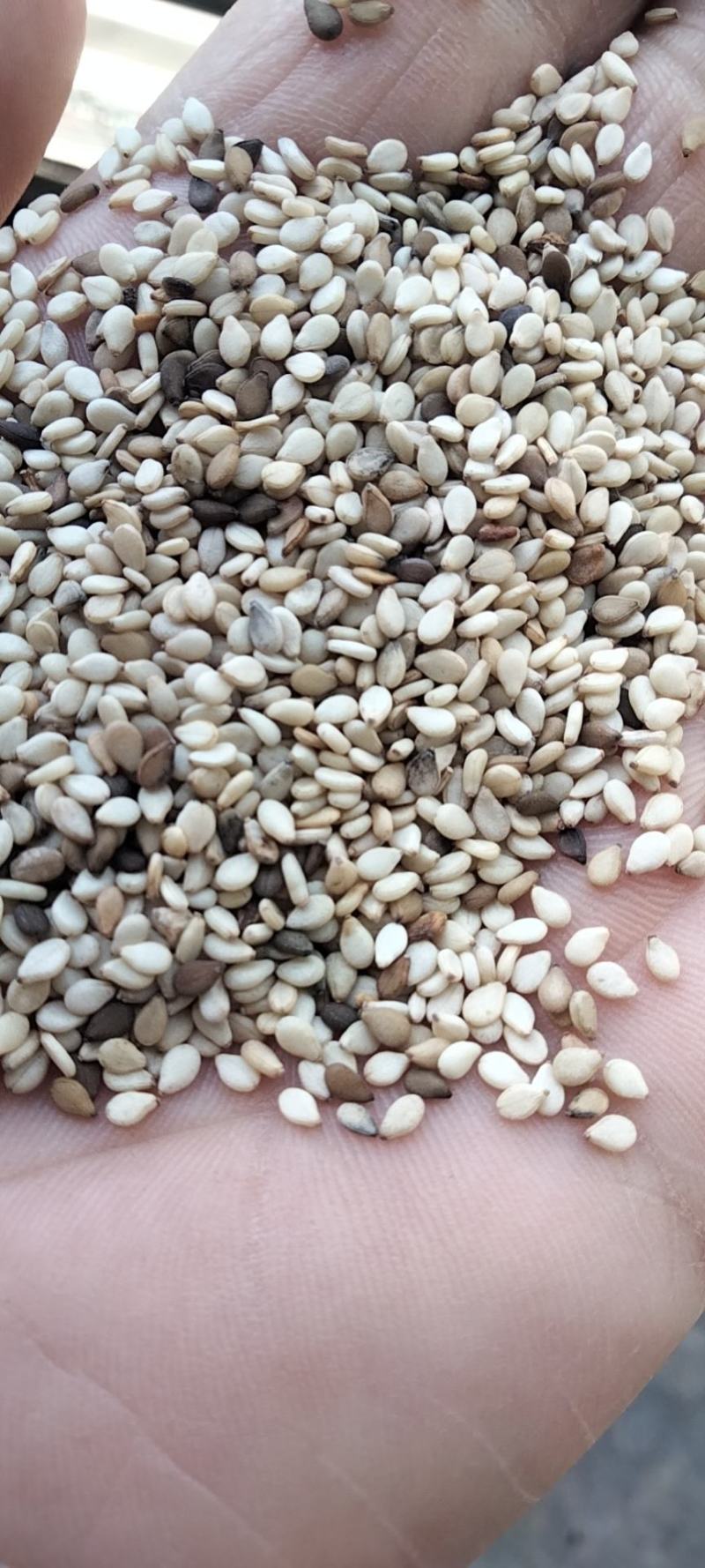 莫桑芝麻，一手货源，河北厂家直销颗粒饱满过筛无杂质