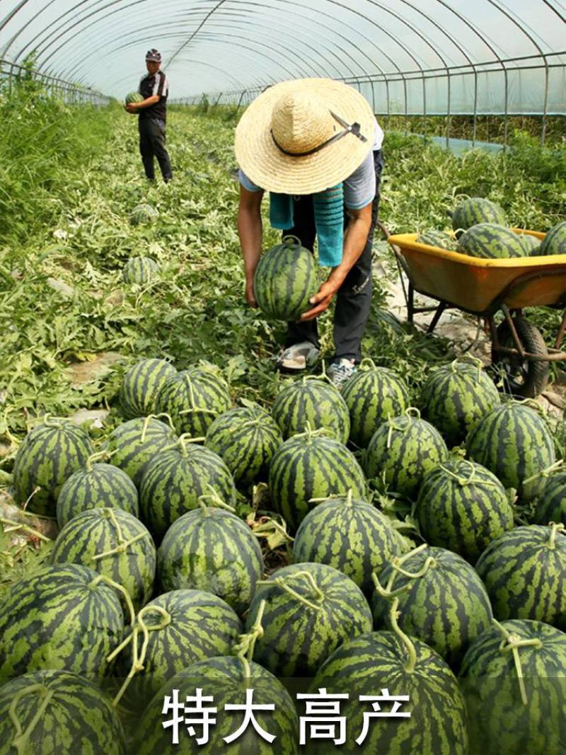 8424.嫁接西瓜苗育苗基地直发包技术包成活