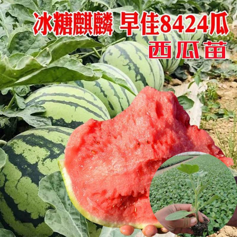 8424.嫁接西瓜苗育苗基地直发包技术包成活