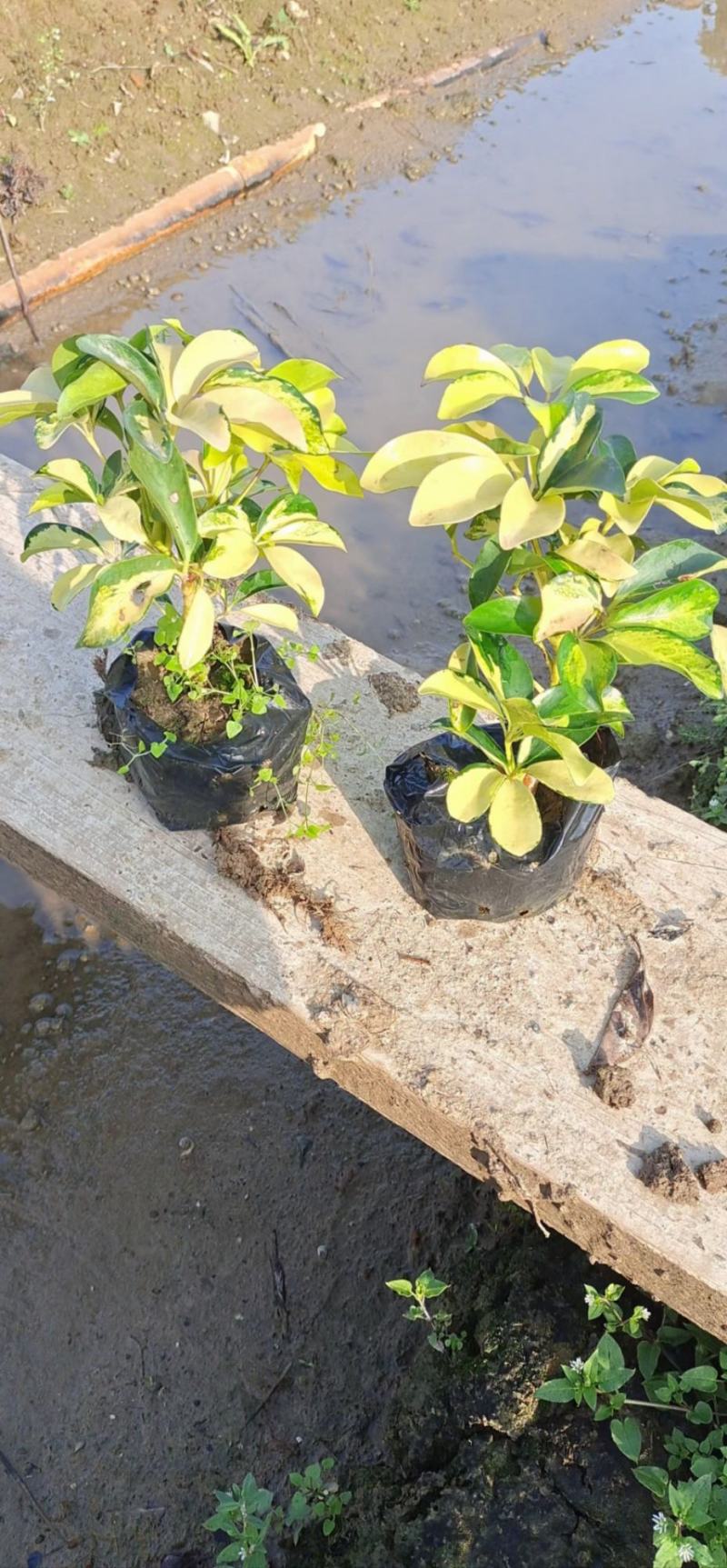 福建漳州花叶澳洲鸭脚木基地直销量大从优