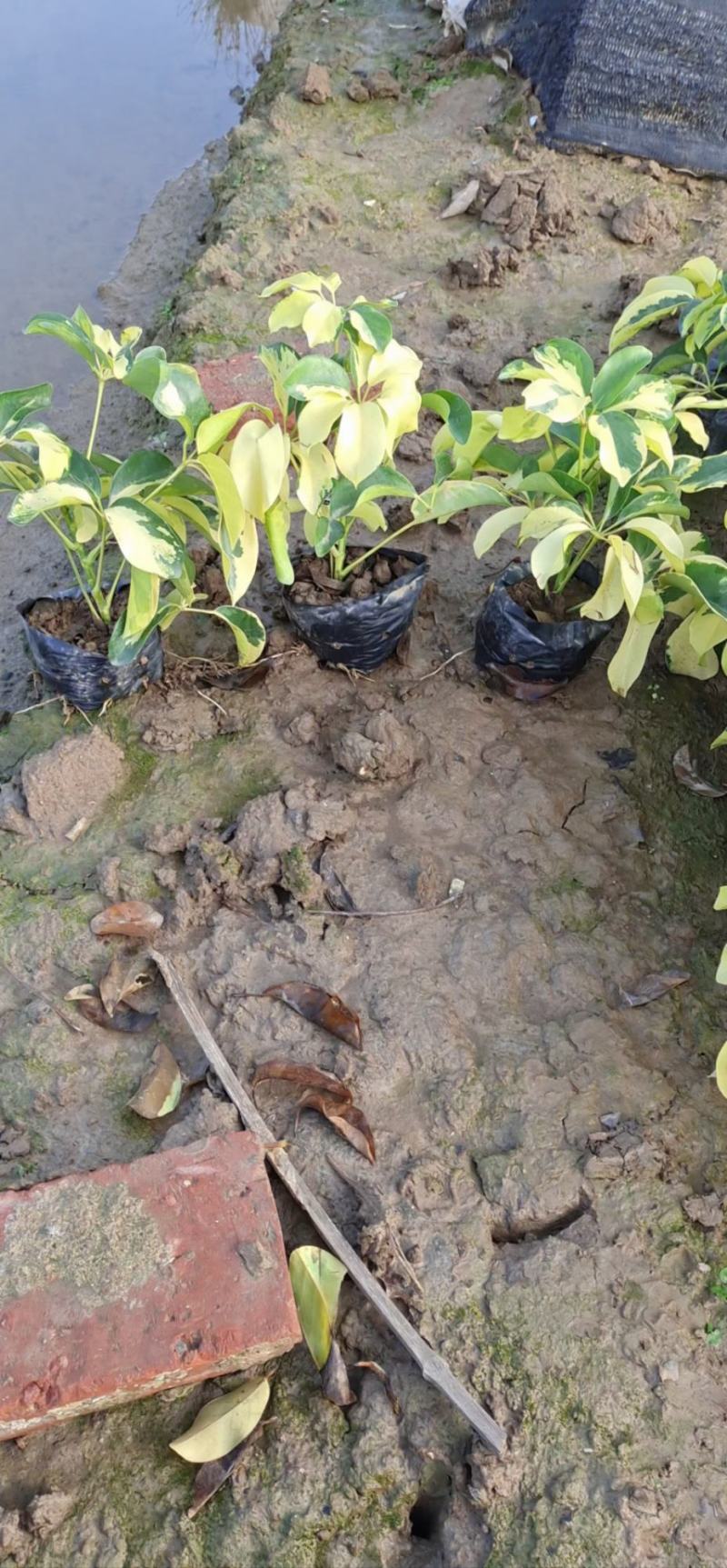 福建漳州花叶澳洲鸭脚木基地直销量大从优