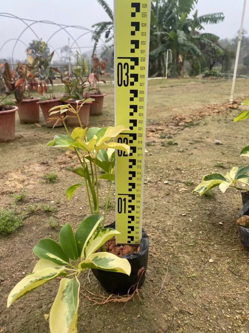 福建漳州花叶澳洲鸭脚木基地直销量大从优