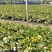 福建漳州花叶澳洲鸭脚木基地直销量大从优