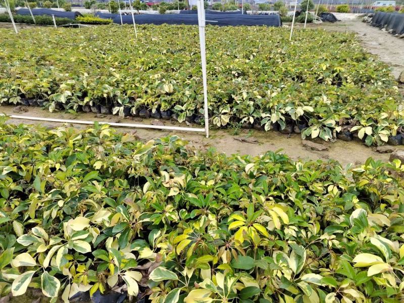 福建漳州花叶澳洲鸭脚木基地直销量大从优