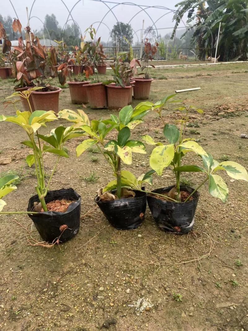 福建漳州花叶澳洲鸭脚木基地直销量大从优
