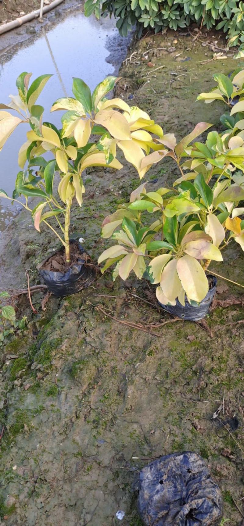 福建漳州花叶澳洲鸭脚木基地直销量大从优