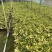 福建漳州花叶澳洲鸭脚木基地直销量大从优