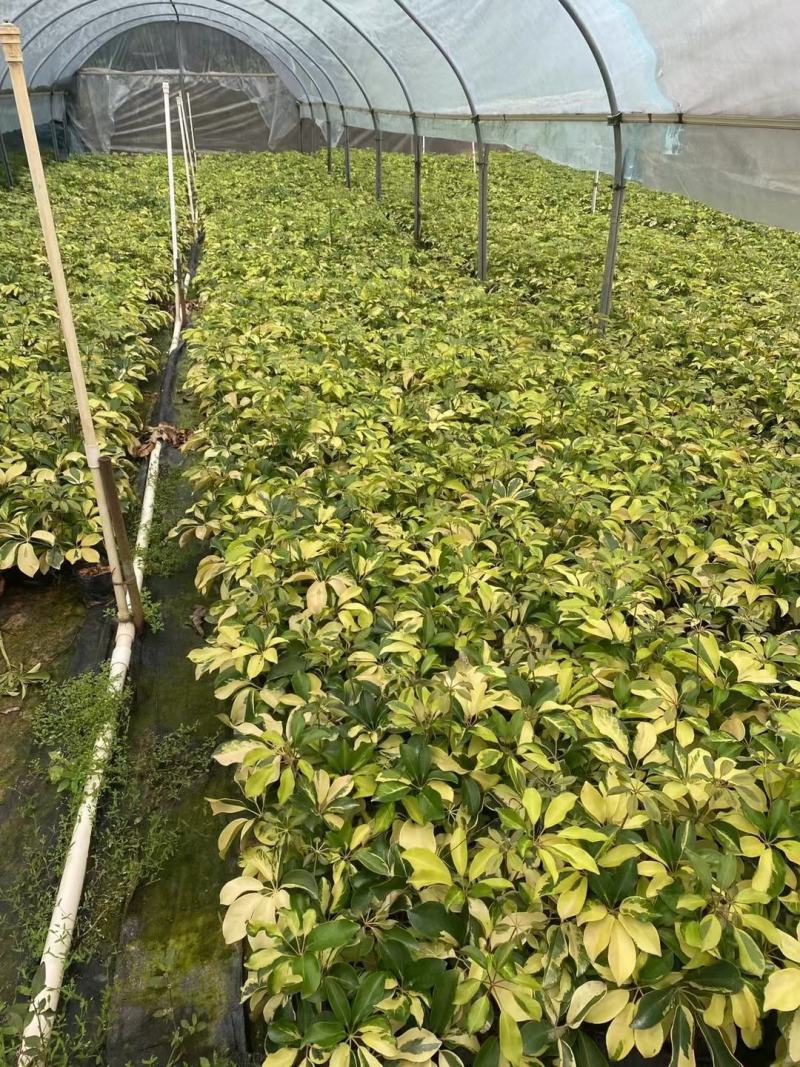 福建漳州花叶澳洲鸭脚木基地直销量大从优