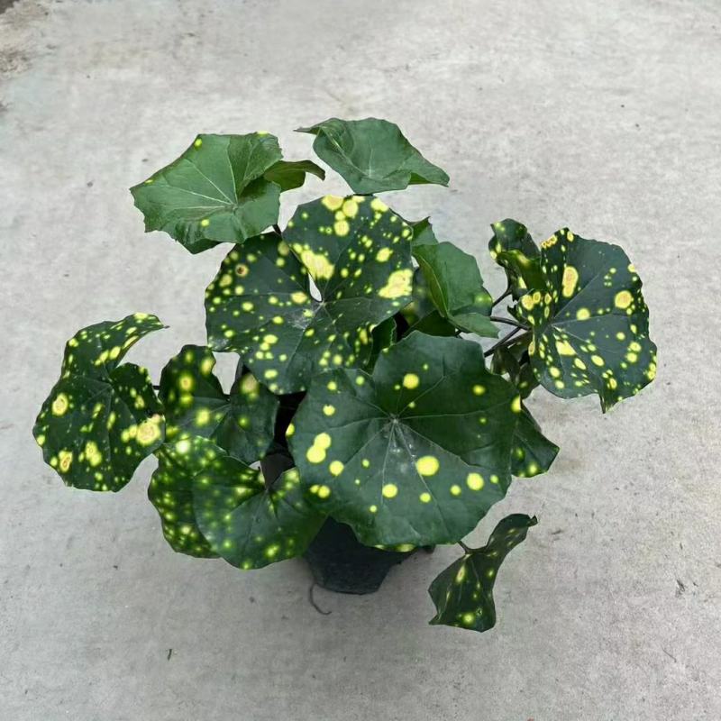 2302基地批发供应洒金大吴风草盆栽花园庭院景观地