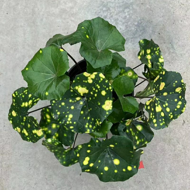 2302基地批发供应洒金大吴风草盆栽花园庭院景观地