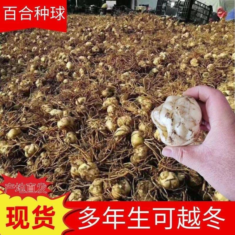 百合耐寒观赏百合种球球根景区花海多年生花卉大量供应