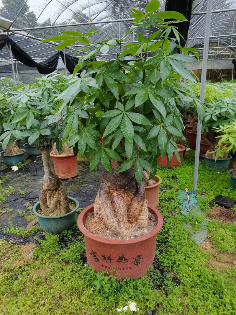 发财树