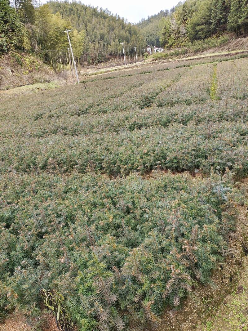 杉木苗，杉树苗