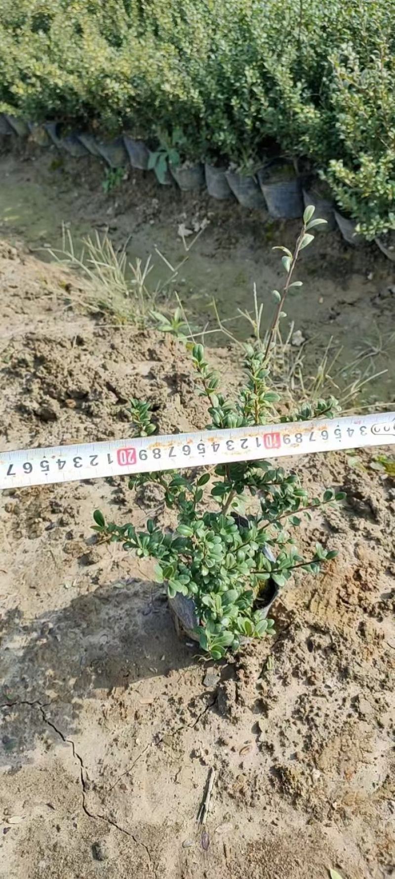 龟甲冬青福建漳州龟甲冬青场地直销量大从优欢迎选购