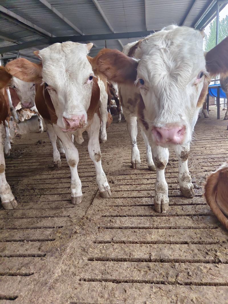 【实力】肉牛犊西门塔尔牛犊繁殖母牛包技术包成活技术指导