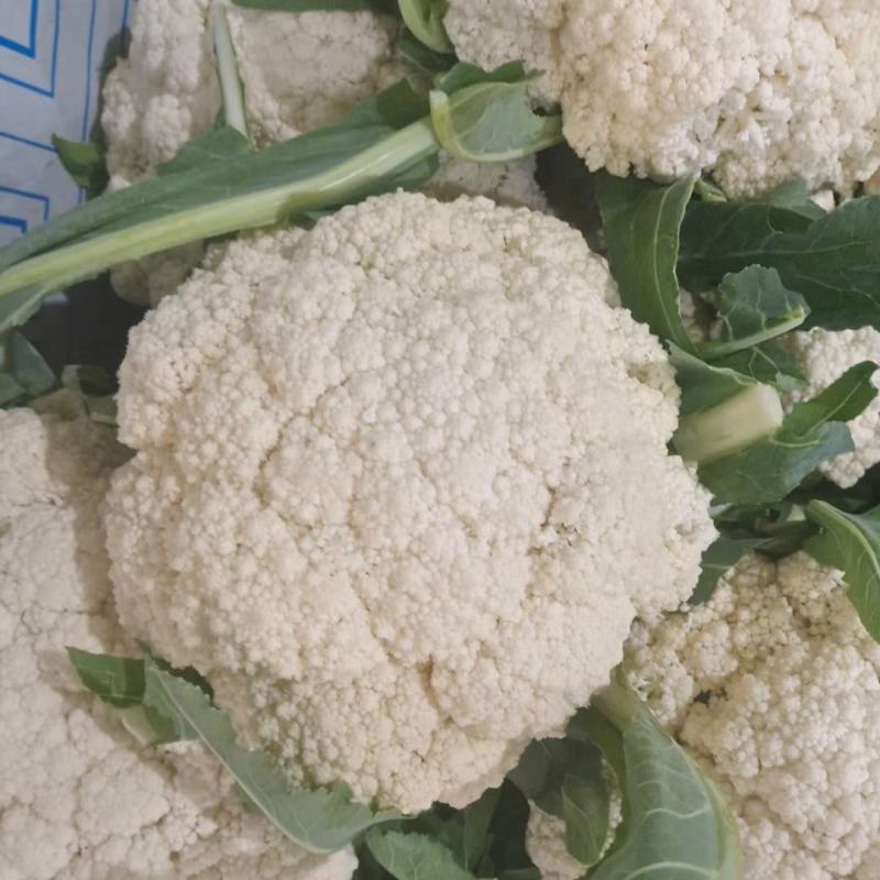 河北邯郸，有机花菜，松花菜，保质保量交通运输方便诚信经营