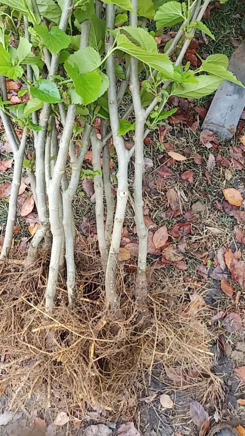 桑树苗云桑1号2号桑果苗100%嫁接桑葚苗