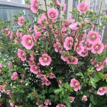 小木槿