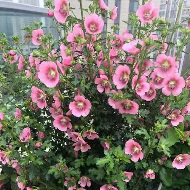小木槿