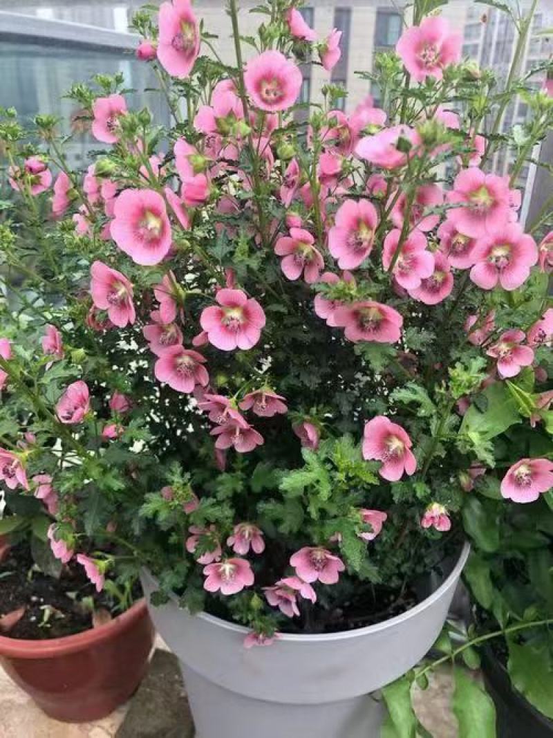 小木槿