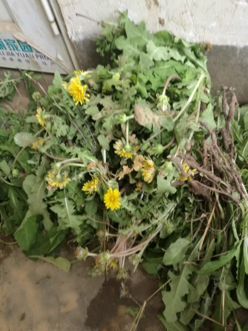 黄花苗，又叫蒲公英，纯野生，手工摘洗，一袋够一份菜