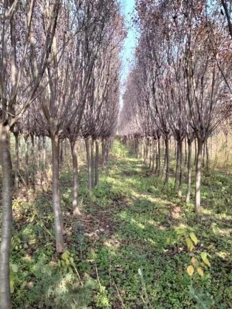 红叶李大量现货，自产自销，价格优惠，欢迎各位老板前来参观