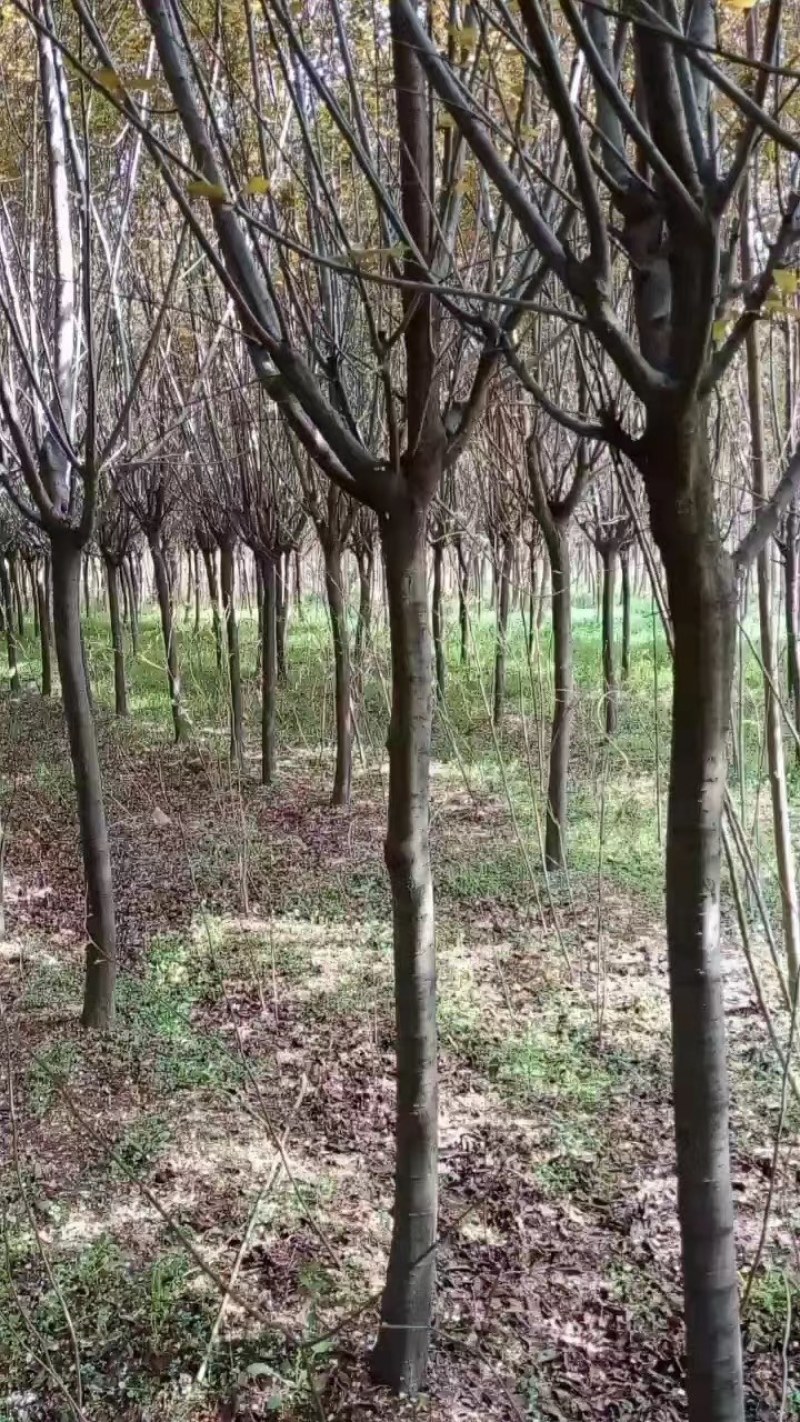 红叶李大量现货，自产自销，价格优惠，欢迎各位老板前来参观