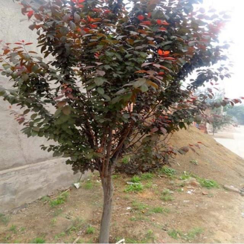 红叶李大量现货，自产自销，价格优惠，欢迎各位老板前来参观