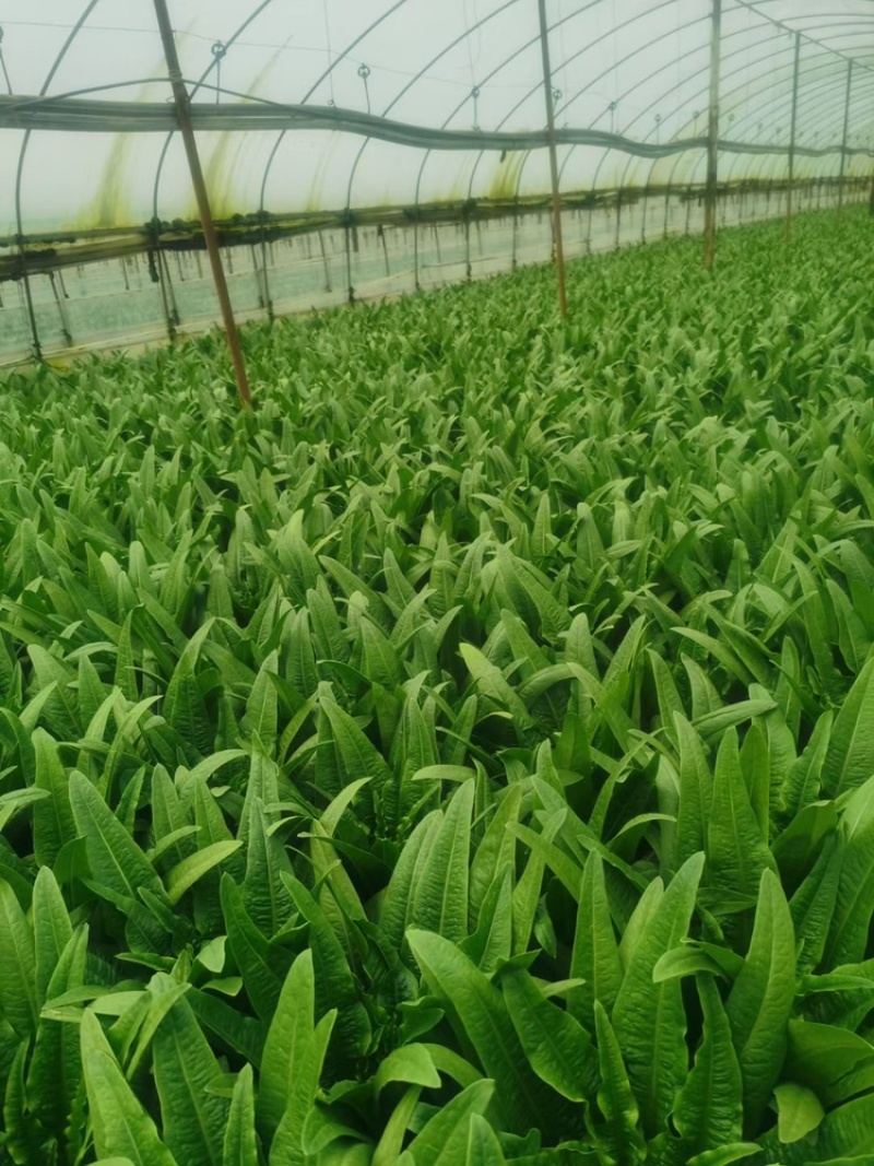 油麦菜