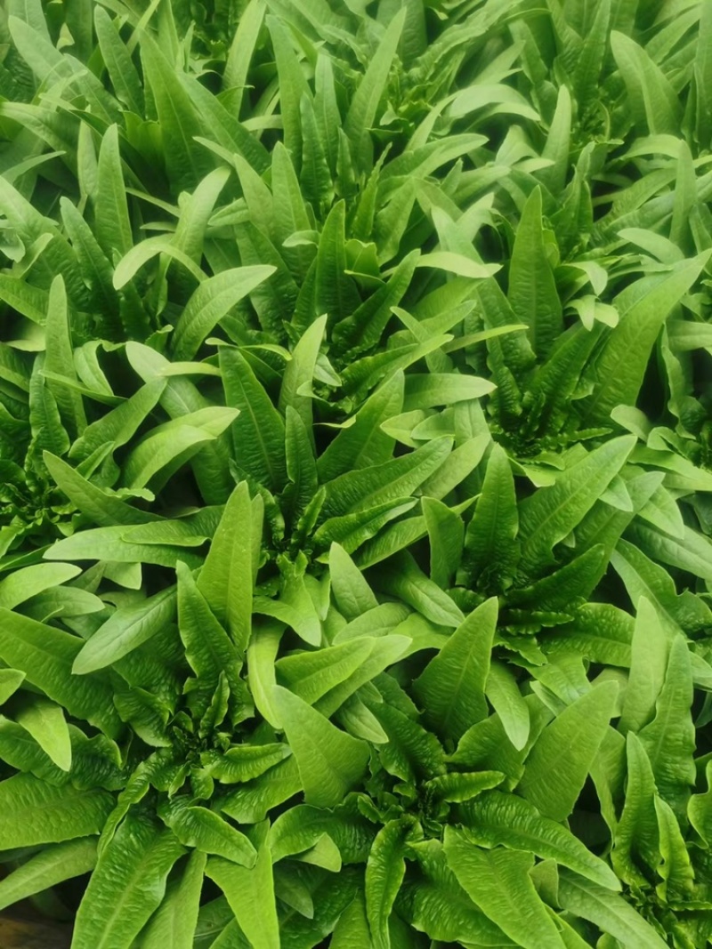 油麦菜