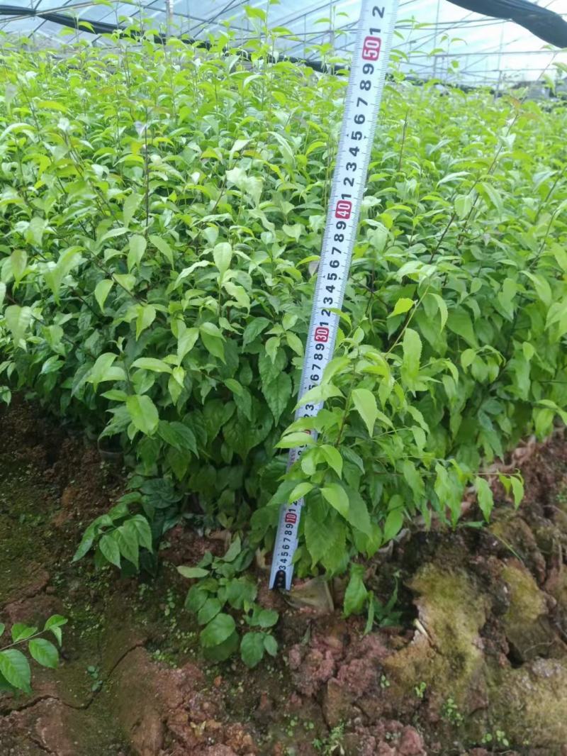岗梅苗小叶岗梅苗称星树苗中药材苗育苗基地一手货源