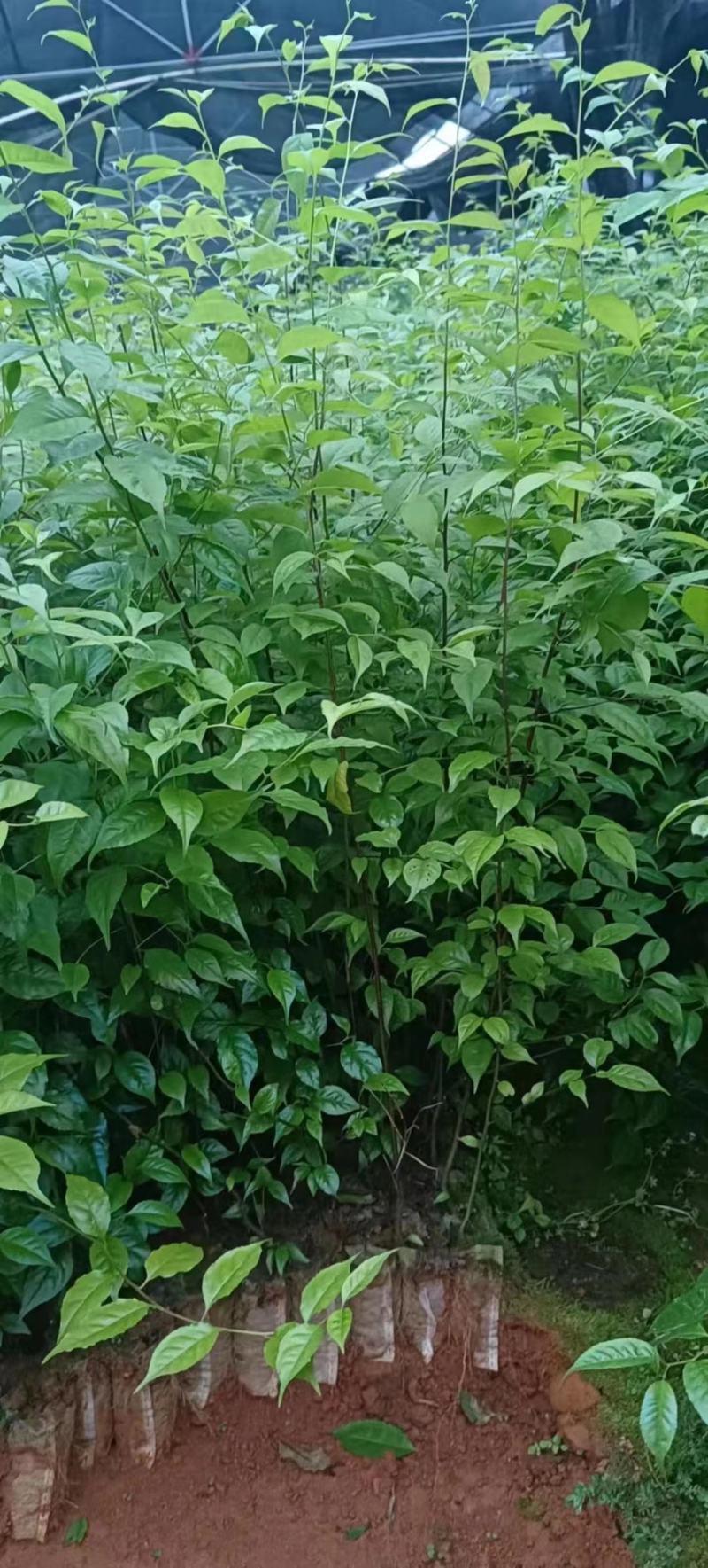 岗梅苗小叶岗梅苗称星树苗中药材苗育苗基地一手货源