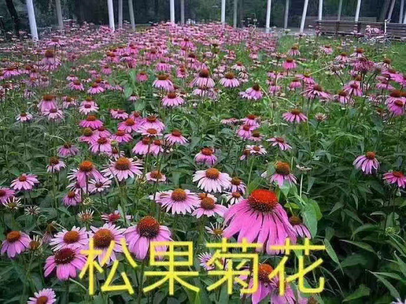 松果菊花自产自销，货源充足，量大从优，欢迎各位前来选购