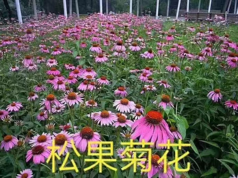 松果菊花自产自销，货源充足，量大从优，欢迎各位前来选购