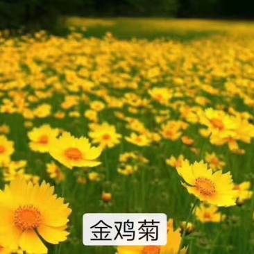 金鸡菊种子大量现货，自产自销，价格优惠，欢迎各位前来选购