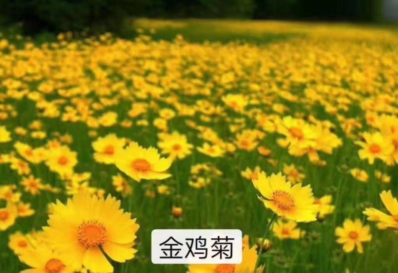 金鸡菊种子大量现货，自产自销，价格优惠，欢迎各位前来选购