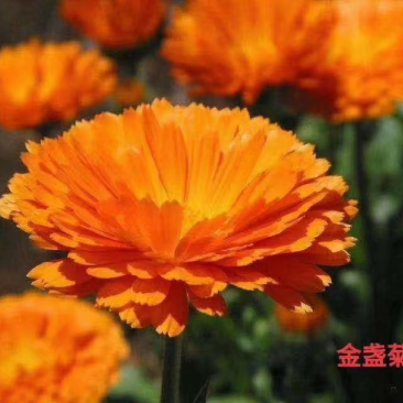 金盏菊种子大量有货，价格优惠，自产自销，欢迎各位前来选购