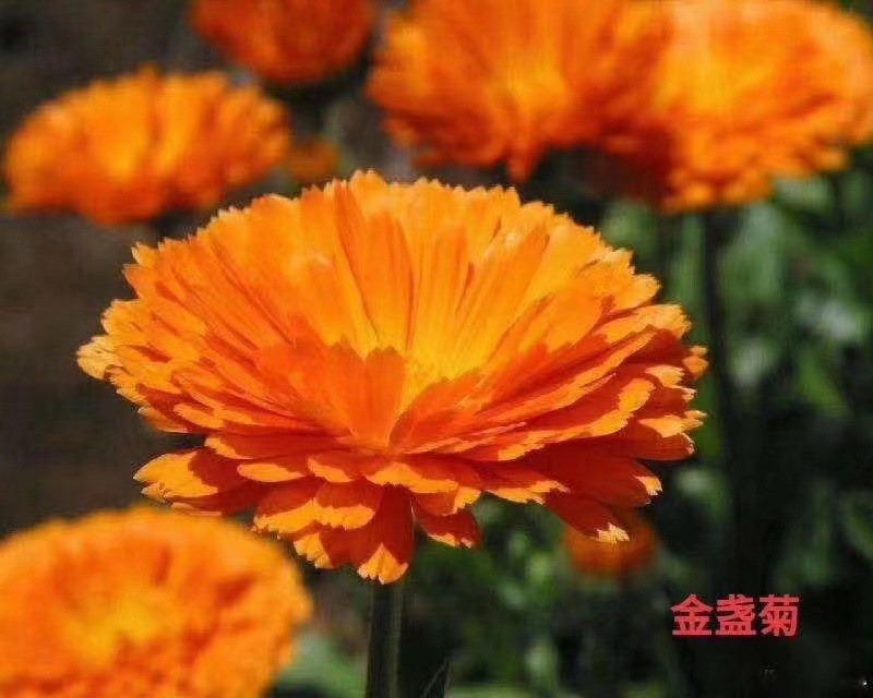 金盏菊种子大量有货，价格优惠，自产自销，欢迎各位前来选购