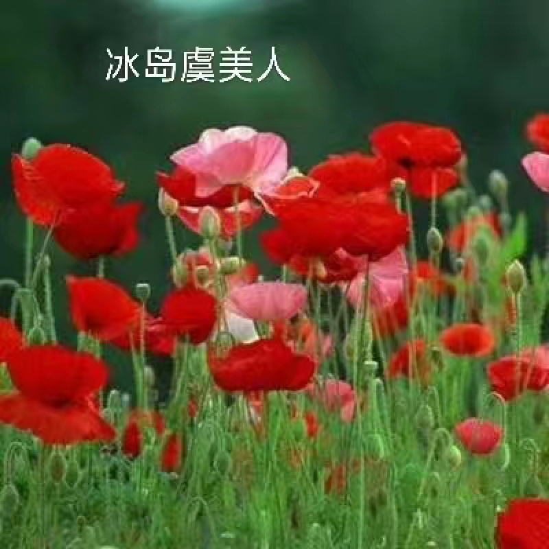 冰岛虞美人大量现货直发，产量大，价格优惠，欢迎采购