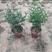 清香胡椒木一年苗，清大棚便宜出了，高度约二十五至三十公分