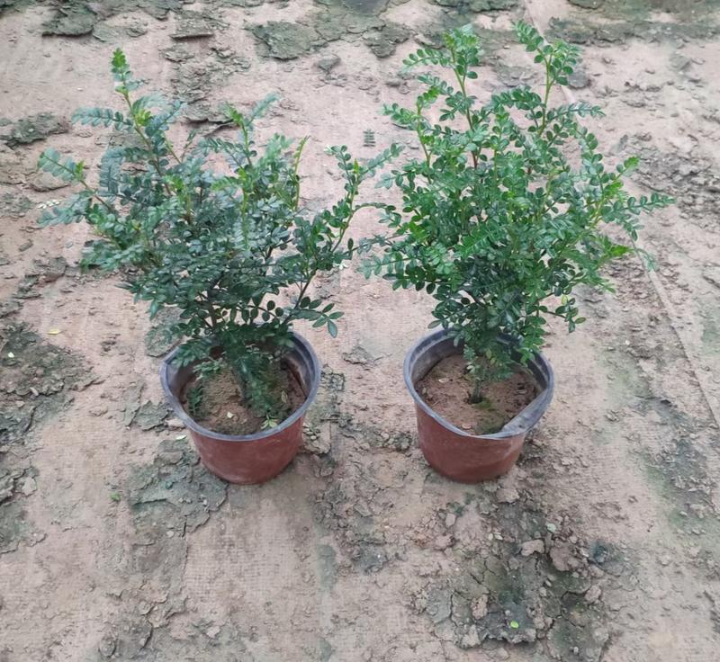 清香胡椒木一年苗，清大棚便宜出了，高度约二十五至三十公分